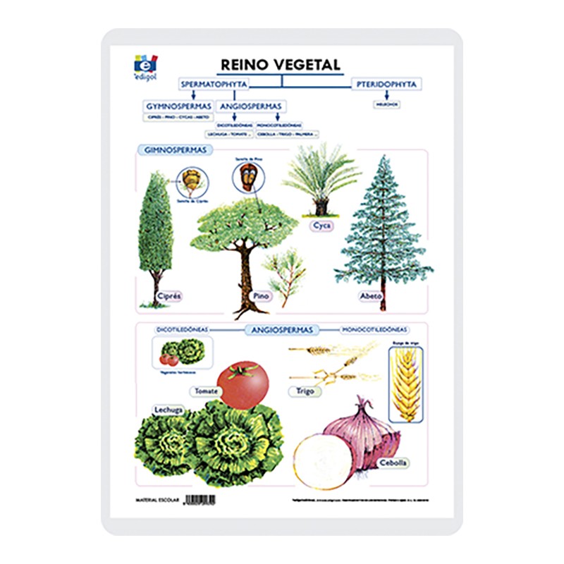 règne végétal > céréales > maïs image - Dictionnaire Visuel