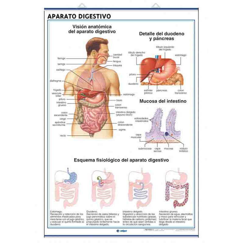 Anatomía - Aparato Digestivo / Aparato Excretor