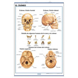 Anatomía - Sistema Esquelético / El Cráneo