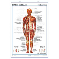 Anatomía - Sistema Muscular (visión anterior) / Sistema Muscular (visión posterior)