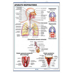 Anatomía - Aparato Circulatorio / Aparato Respiratorio
