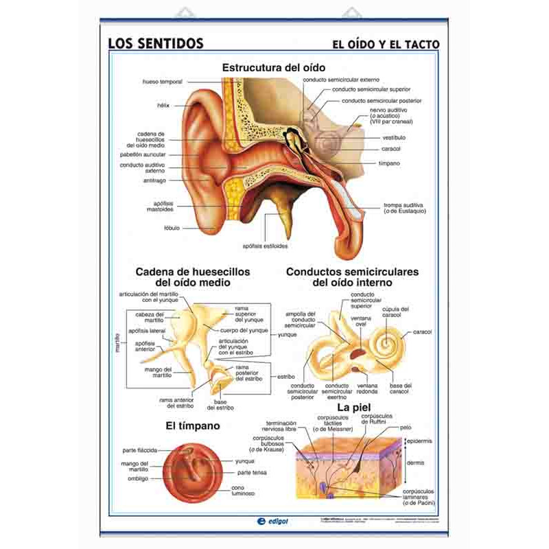 Anatomía - Los Sentidos (el Oído y el Tacto) / (el Gusto y el Olfato)