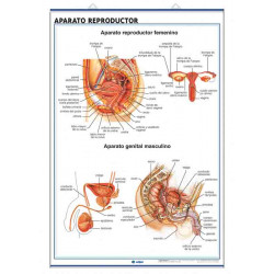 Anatomía - Aparato Reproductor / Embarazo y Ciclo Menstrual