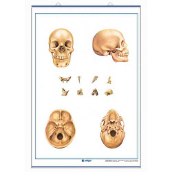 Anatomía - Sistema Esquelético / El Cráneo
