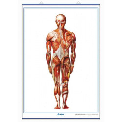 Anatomía - Sistema Muscular (visión anterior) / Sistema Muscular (visión posterior)