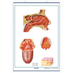 Anatomía - Los Sentidos (El Oído y el Tacto) / (El Gusto y el Olfato)