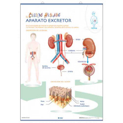 Anatomía - Aparato Digestivo / Aparato Excretor