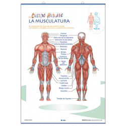 Anatomía - La Musculatura / Sistema Nervioso