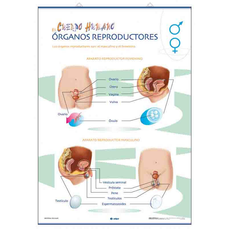 Anatomía - Órganos reproductores / Fecundación y gestación