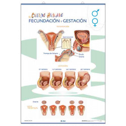 Anatomía - Órganos reproductores / Fecundación y gestación