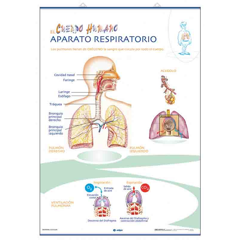 Anatomía - Aparato Respiratorio / Aparato Circulatorio