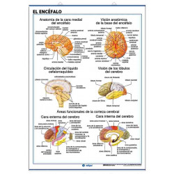 Anatomía - Sistema Nervioso / El Encéfalo