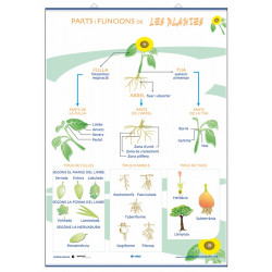 Ciencias - Partes de las plantas y sus funciones / La Nutrición, la fotosíntesis y  la respiración