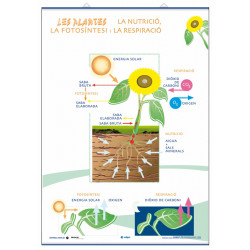 Ciencias - Partes de las plantas y sus funciones / La Nutrición, la fotosíntesis y  la respiración