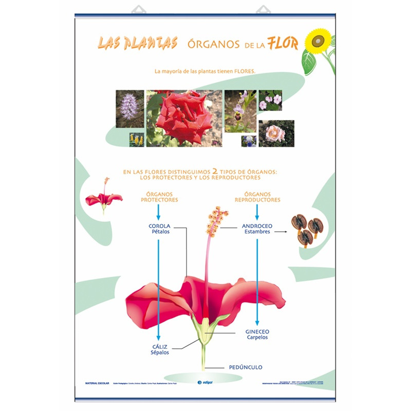 Ciencias - Órganos de la flor / La Reproducción